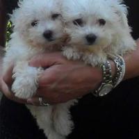 Cuccioli di bolognese