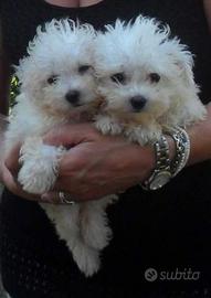 Cuccioli di bolognese