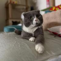 Cuccioli Schottish