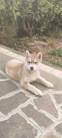 Husky rosso