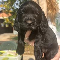 Cocker spaniel Maschio Nero
