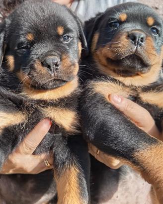 Disponibili cuccioli di Rottweiler – Femmine