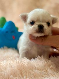 Torre Nuova Oblivion Chihuahua