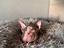 Immagine 5