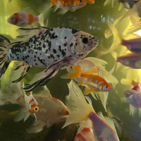 Pesci laghetto acquario