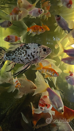 Pesci laghetto acquario