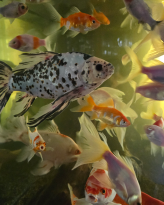 Pesci laghetto acquario