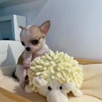 Cucciola chihuahua a pelo corto