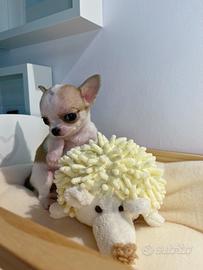 Cucciola chihuahua a pelo corto