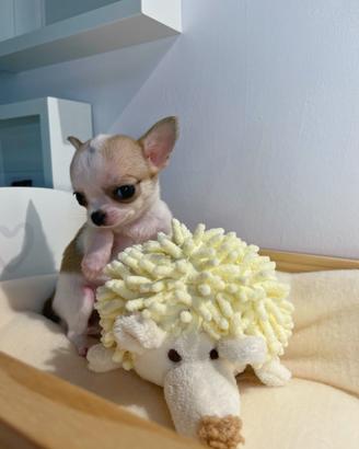 Cucciola chihuahua a pelo corto