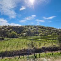 Un ettaro e mezzo di vigneto