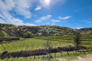 Un ettaro e mezzo di vigneto