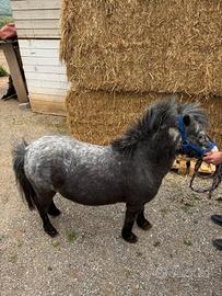 Pony femmina