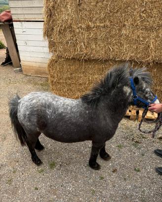Pony femmina