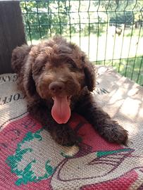 Cuccioli e adulti Lagotto