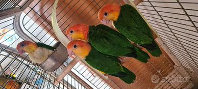 Caicco fianchi gialli allevato a mano