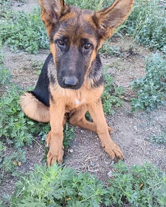 N. 5 3 f e 2m cuccioli pastore tedesco 3 mesi