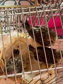 Verzellino allevato a mano