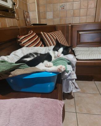 giro panca angolare 
