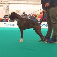 BOXER Maschio per accoppiamento