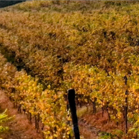 Vigneto Doc Ziano Piacentino