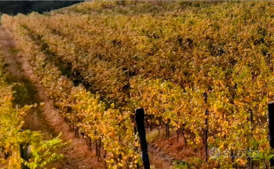 Vigneto Doc Ziano Piacentino