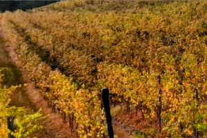 Vigneto Doc Ziano Piacentino