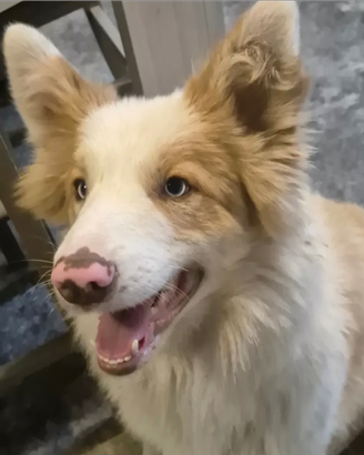 Cane maschio per accoppiamento