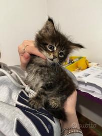 Cucciola di Maine coon
