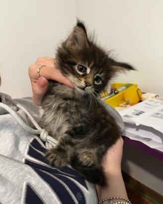 Cucciola di Maine coon