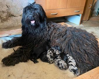 Pastore Bergamasco