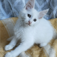 Cuccioli di maine coon