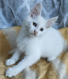 Cuccioli di maine coon