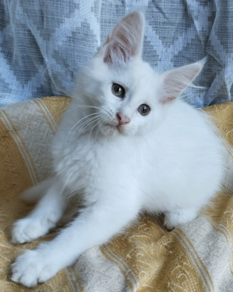 Cuccioli di maine coon