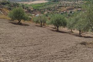 Terreno rustico mq 10000