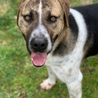 4anni TRASFERITO IN 1CANILE DOVE NN ESCE MAILAZIO