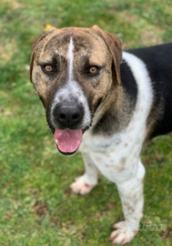 4anni TRASFERITO IN 1CANILE DOVE NN ESCE MAILAZIO