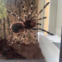 Tarantola + Terrario