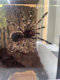 Tarantola + Terrario