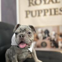 Bulldog francese subito disponibile