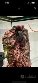 Caribena Versicolor - migale