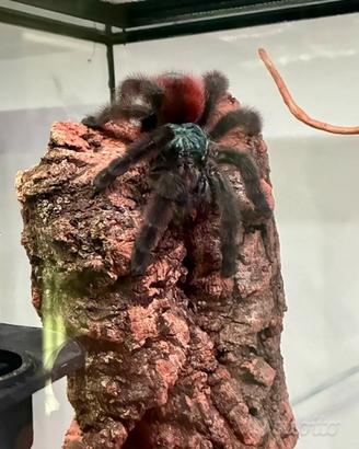 Caribena Versicolor - migale