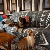 Meticcio pastore australiano