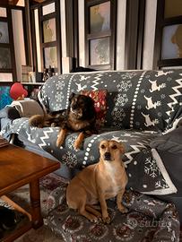 Meticcio pastore australiano