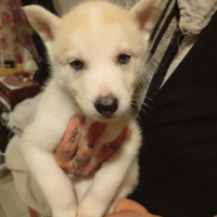 Cani husky