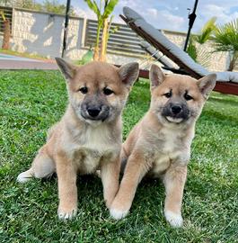 Cuccioli allevati da noi ( shiba inu)