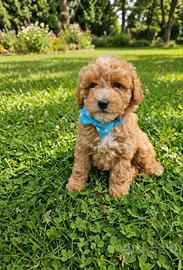 Maschetto maltipoo toy