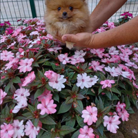 Volpino di Pomerania
