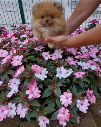 Volpino di Pomerania