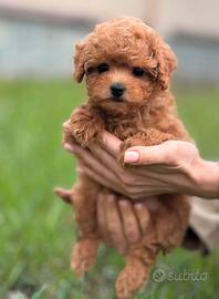 Barboncino Toy cucciolo maschio